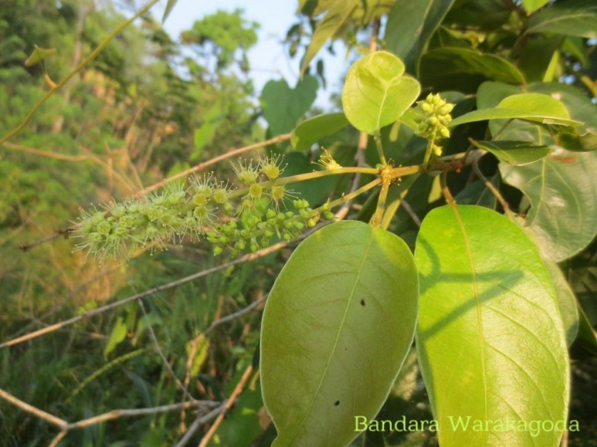 Terminalia chebula Retz.